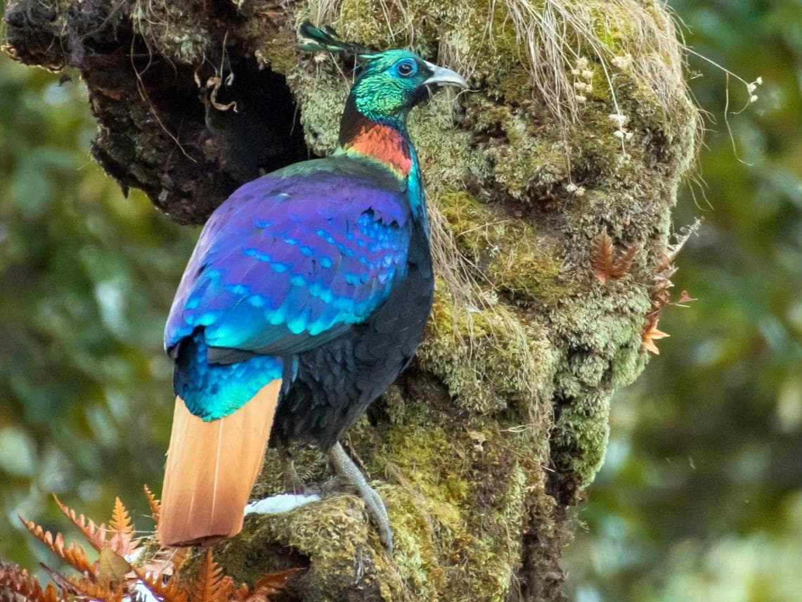 Bird Watching Expedition (Yongkola & Phobjikha)
