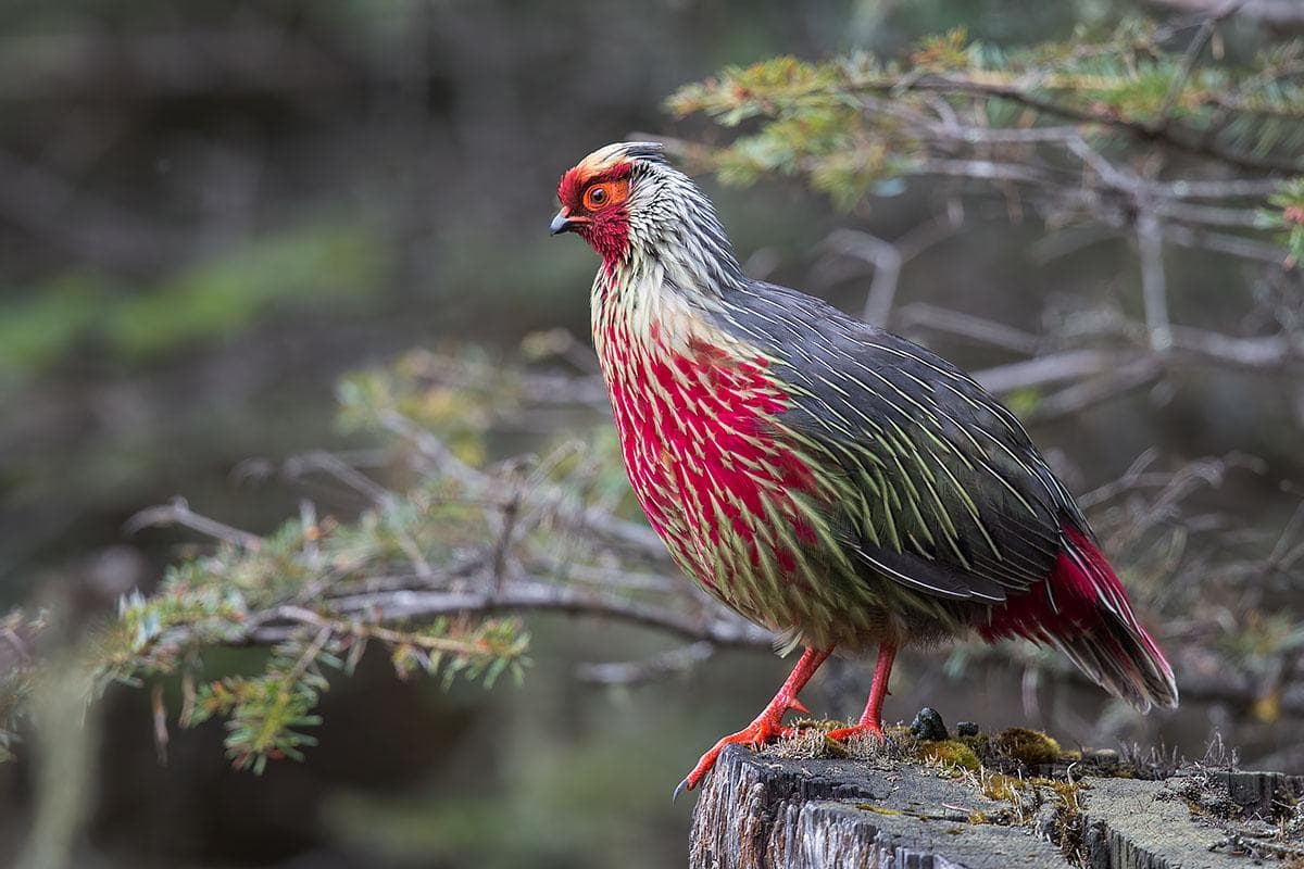 Bird Watching Expedition (Yongkola & Phobjikha) detail