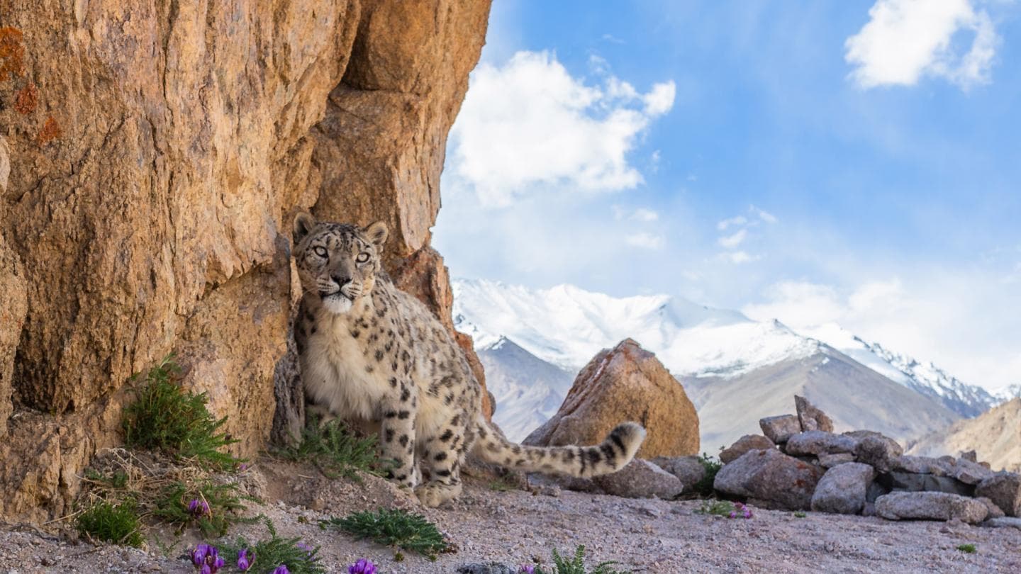 Wildlife Safaris & Wilderness Tracking detail