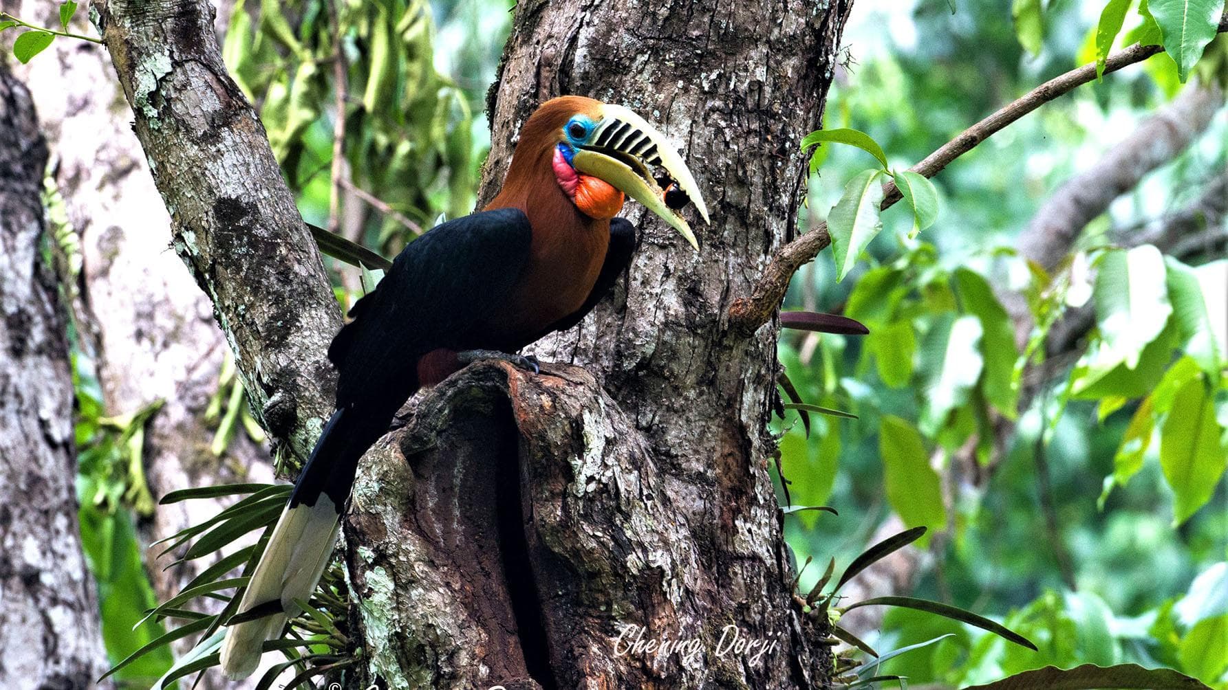 Bird Watching Expedition (Yongkola & Phobjikha)