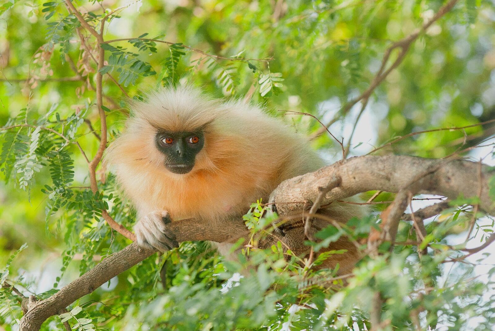 Wildlife Safaris & Wilderness Tracking