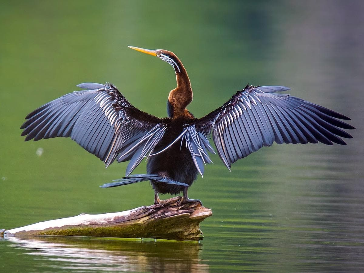 Wildlife Safaris & Wilderness Tracking detail